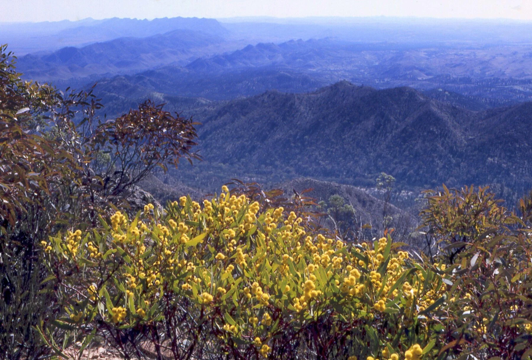 1973Gammon Ranges.jpg