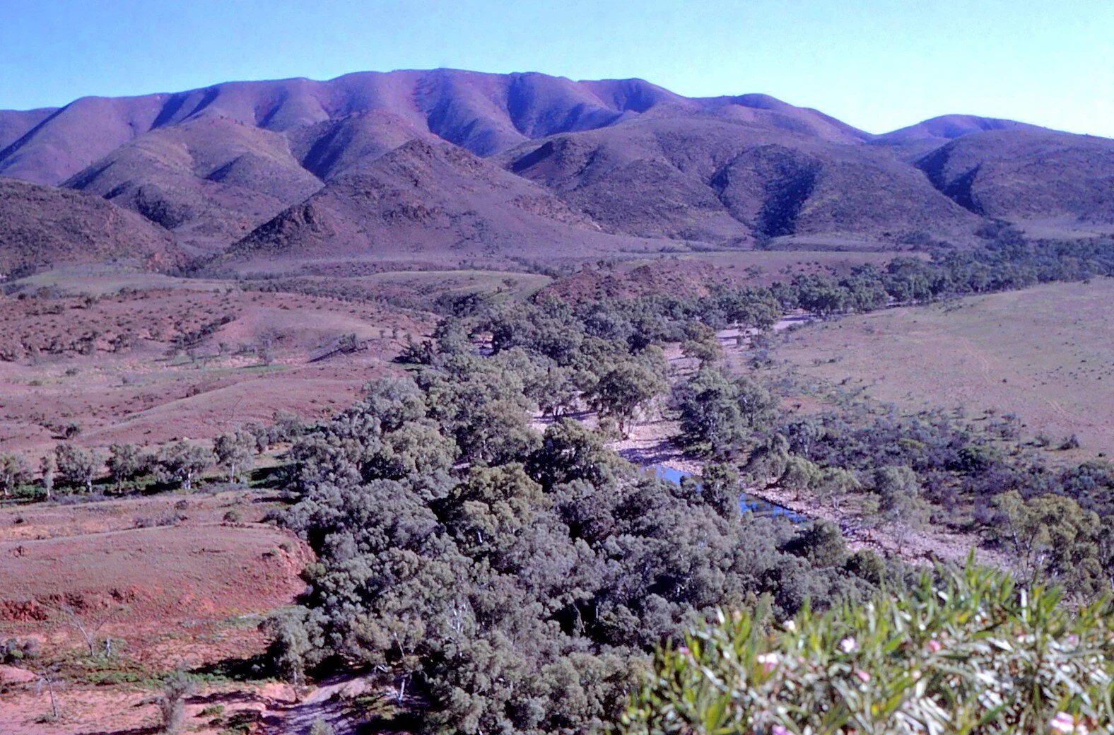 Aroona Creek (O’Dea Family Collection)
