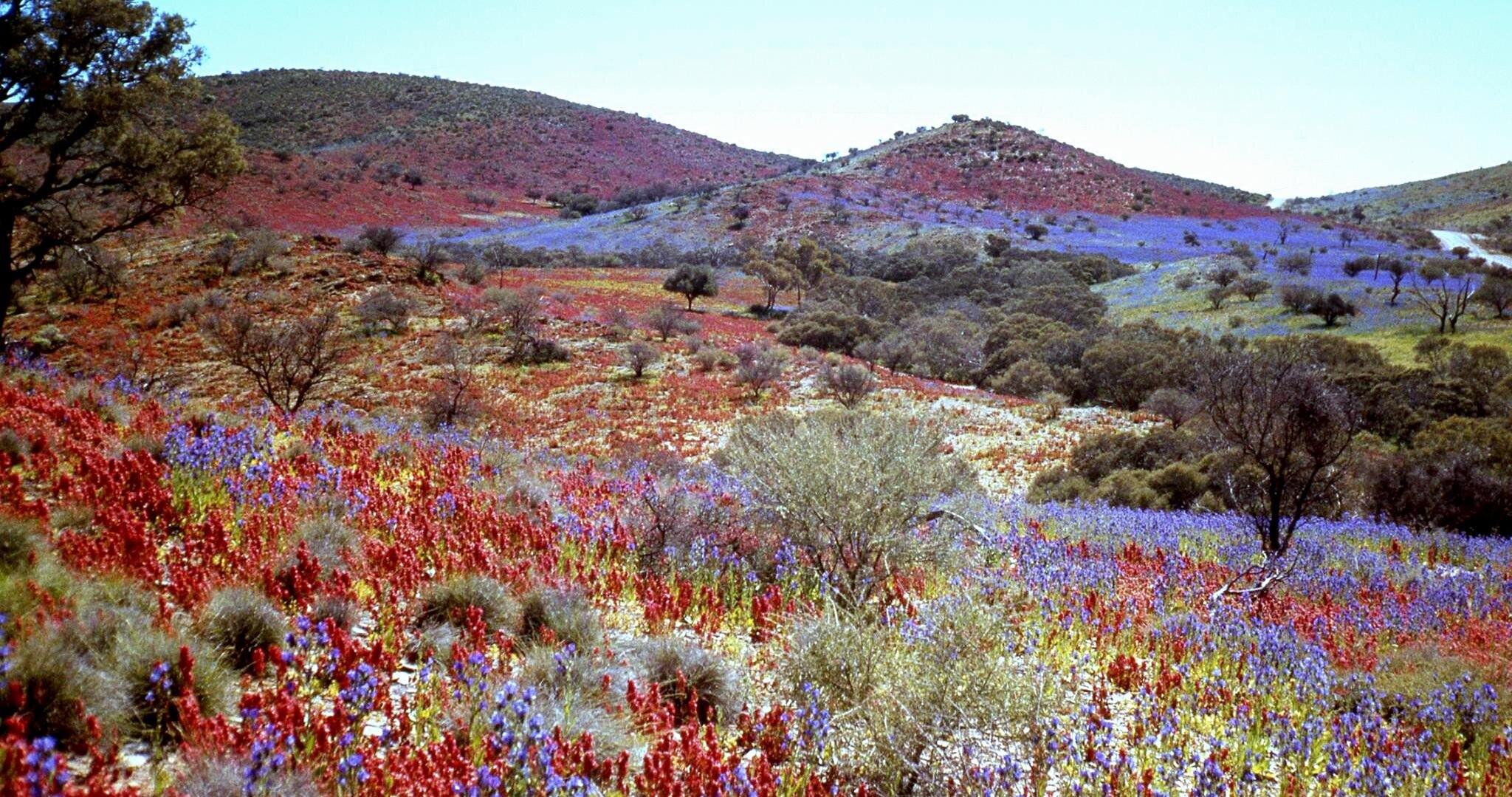 Flinders Ranges &amp; Wildflowers