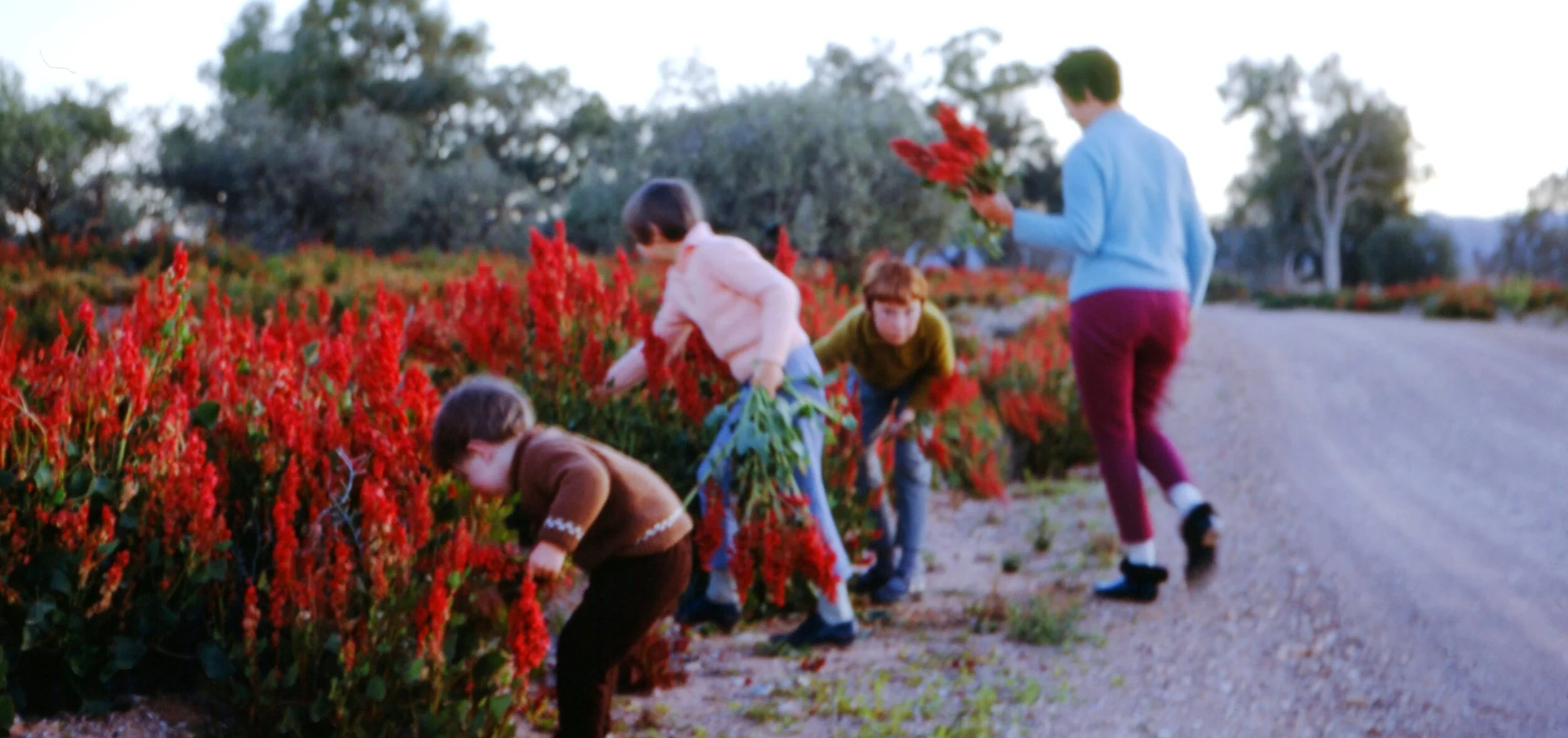 Roadside Hops in the 1970s (O’Dea Family Collection)