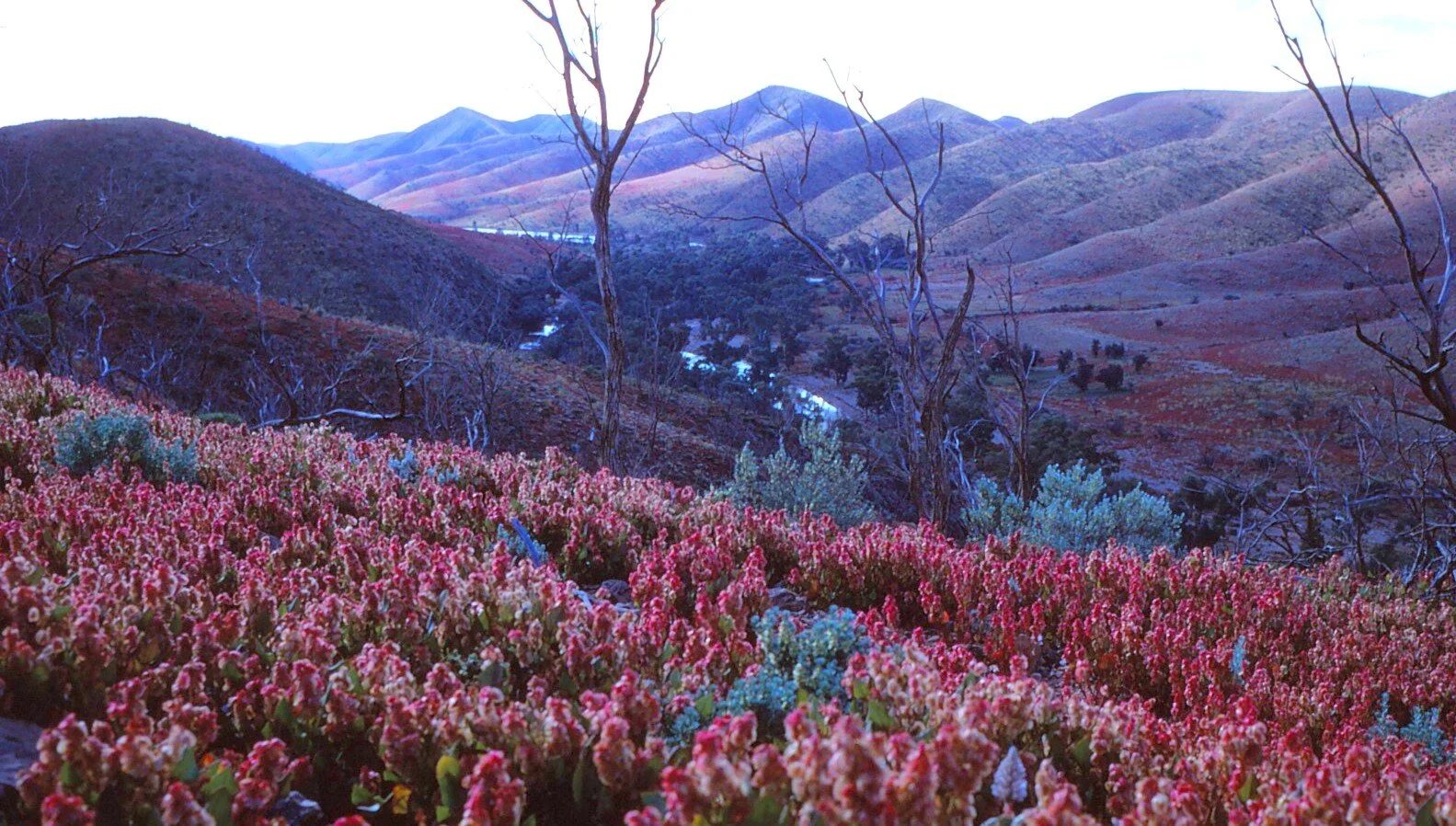 (O’Dea family Collection)