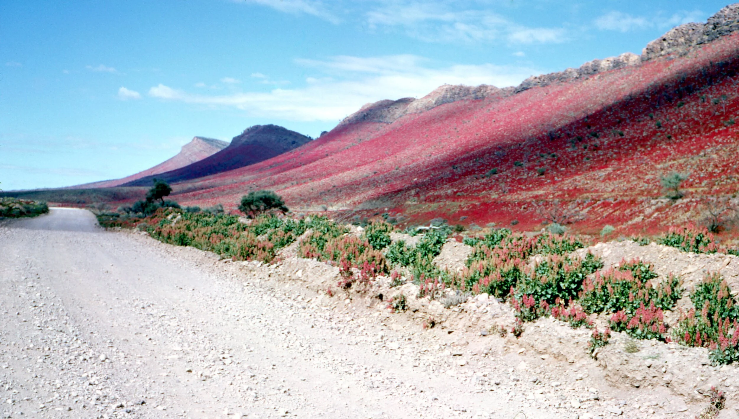 Wild hops on Puttapa hills, 1968 (O’Dea Family Collection)