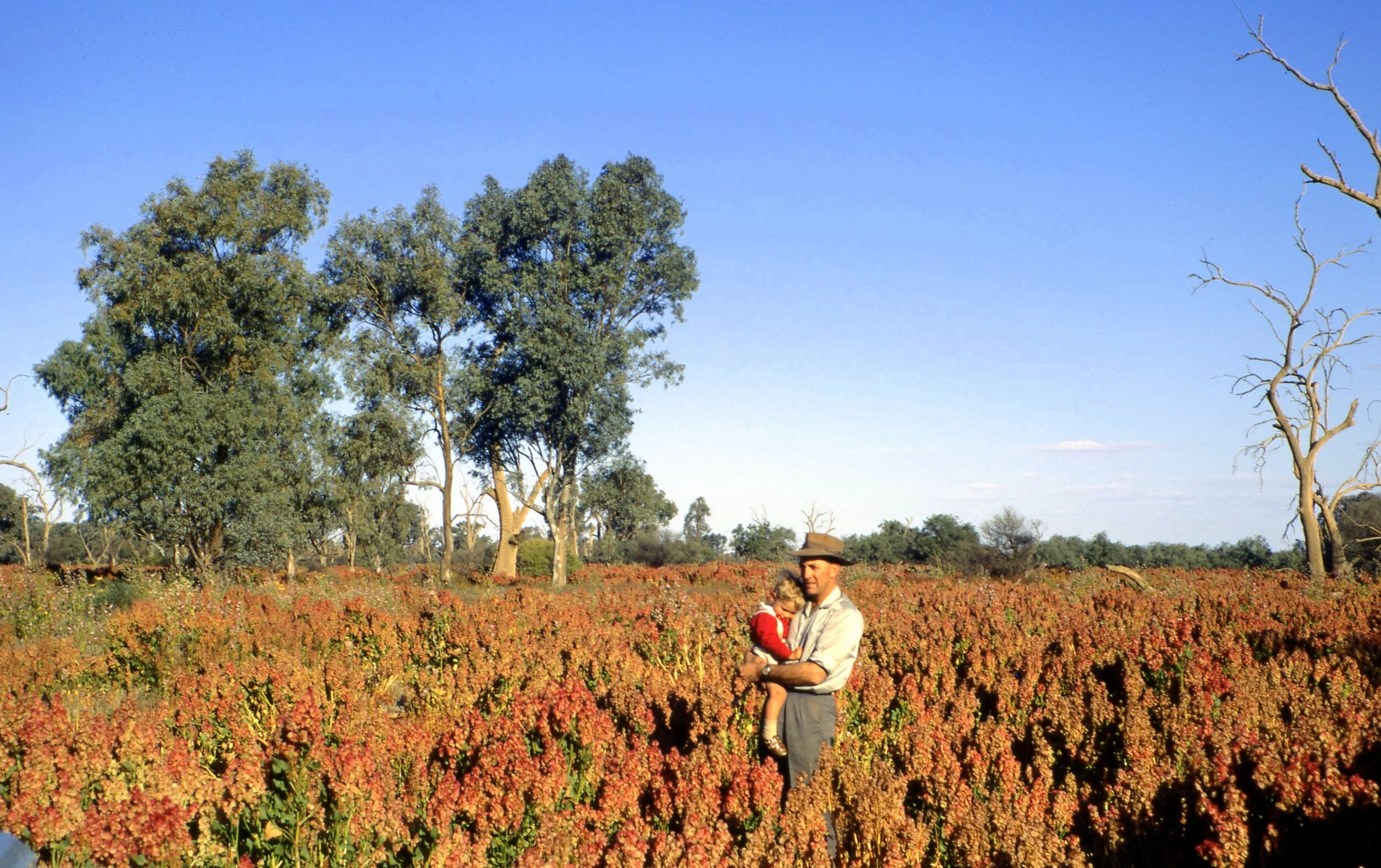 1968 (Malcolm Treloar)