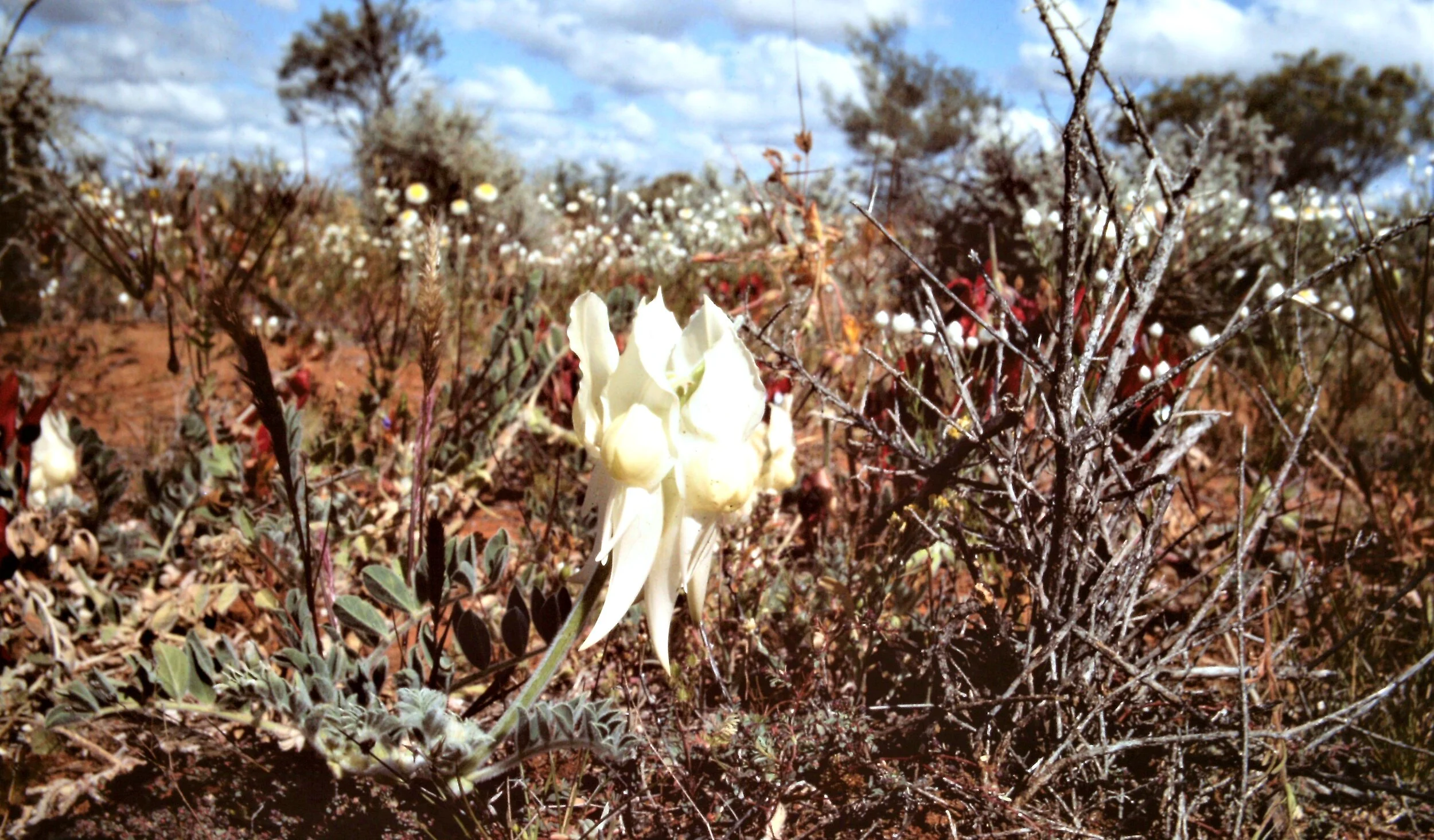 White Sturt's desert pea - 1973 (Lorraine Walford)