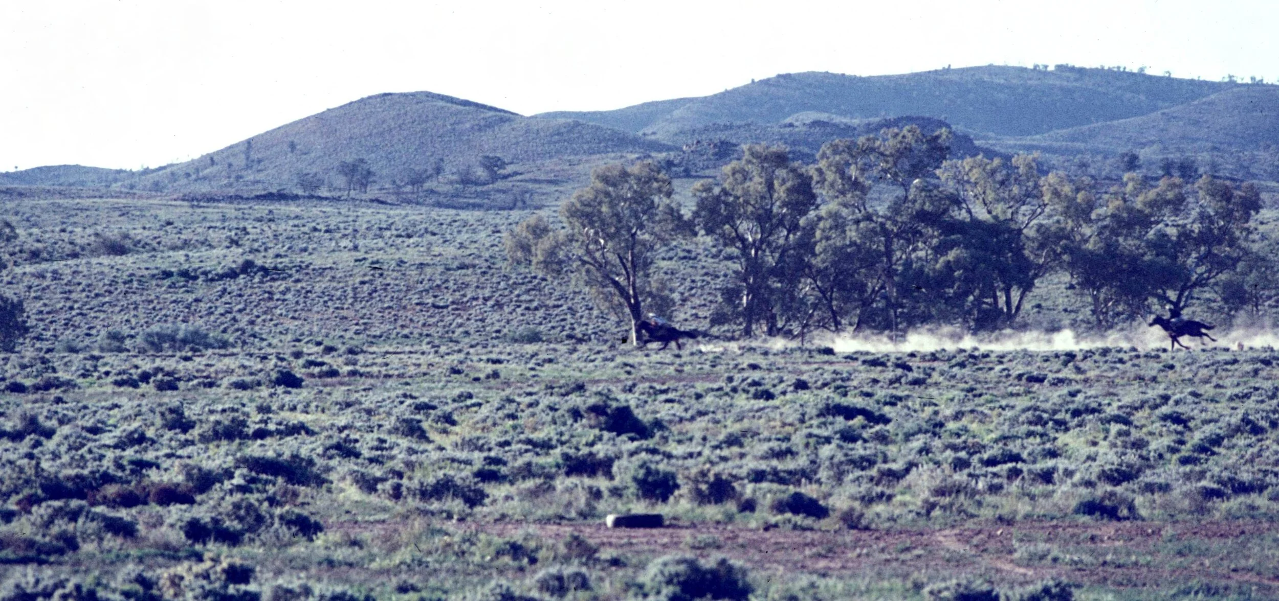 Beltana 1975 (Graham Fleming)