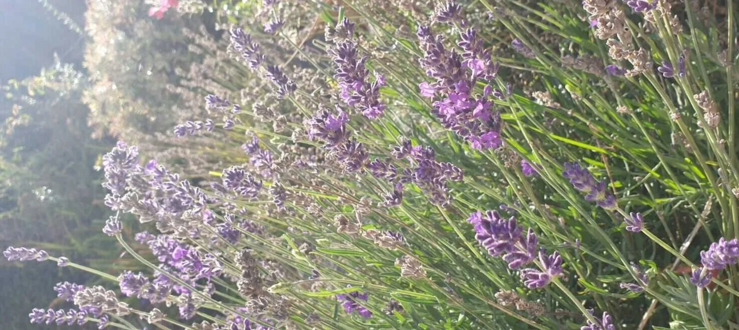 A picture of lavender stems in the sunlight