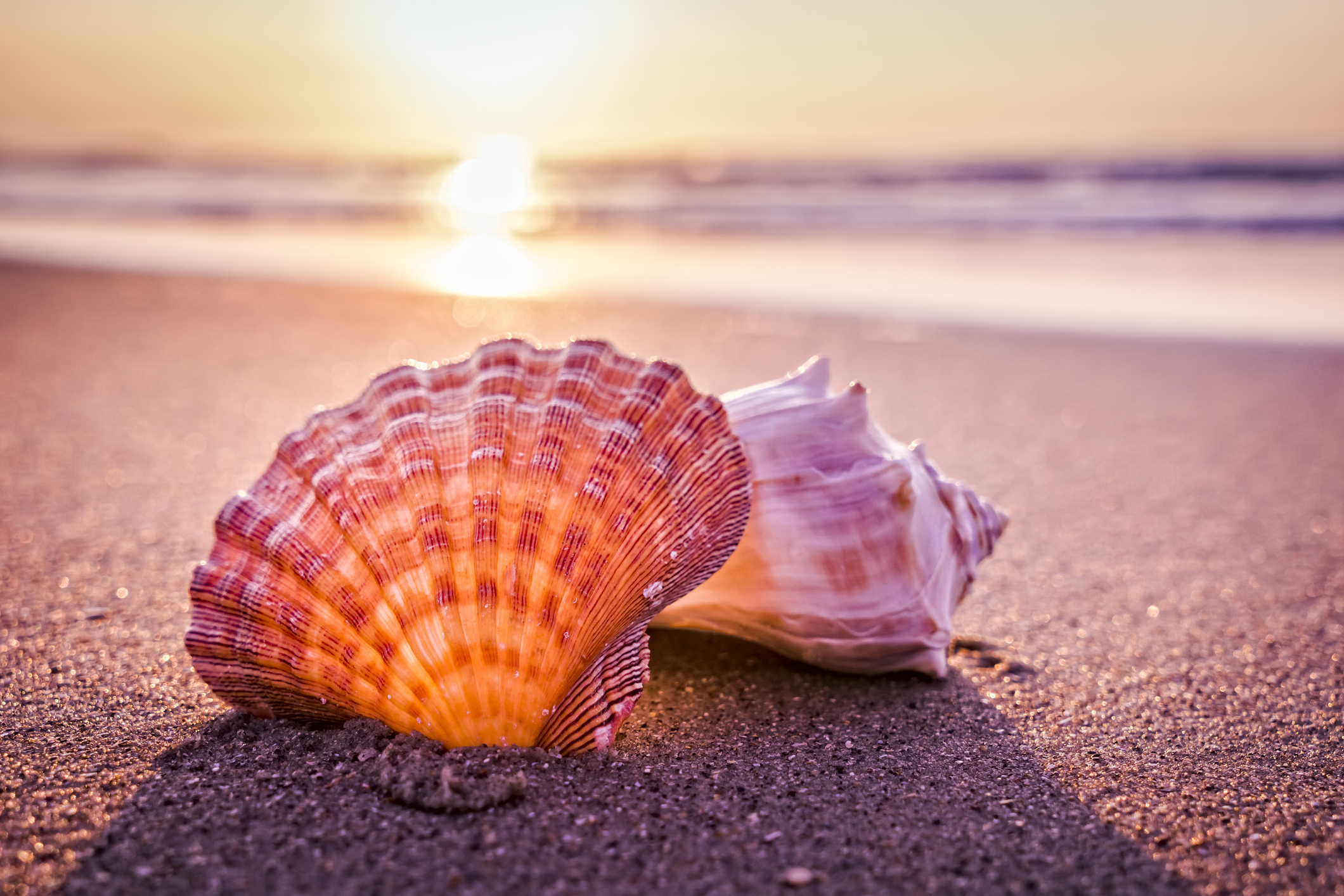 venus shells.jpg