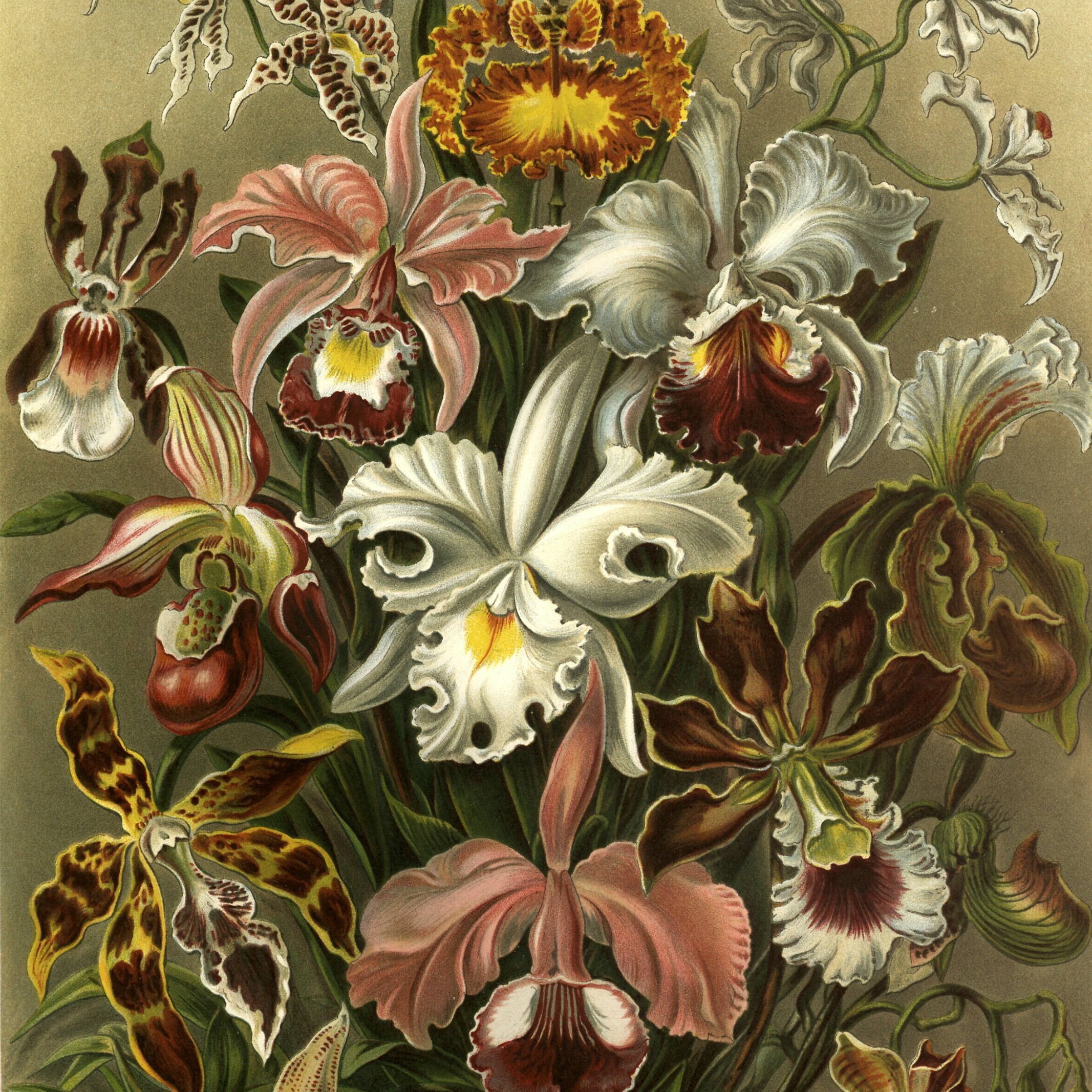 orchid+bulbs.jpg