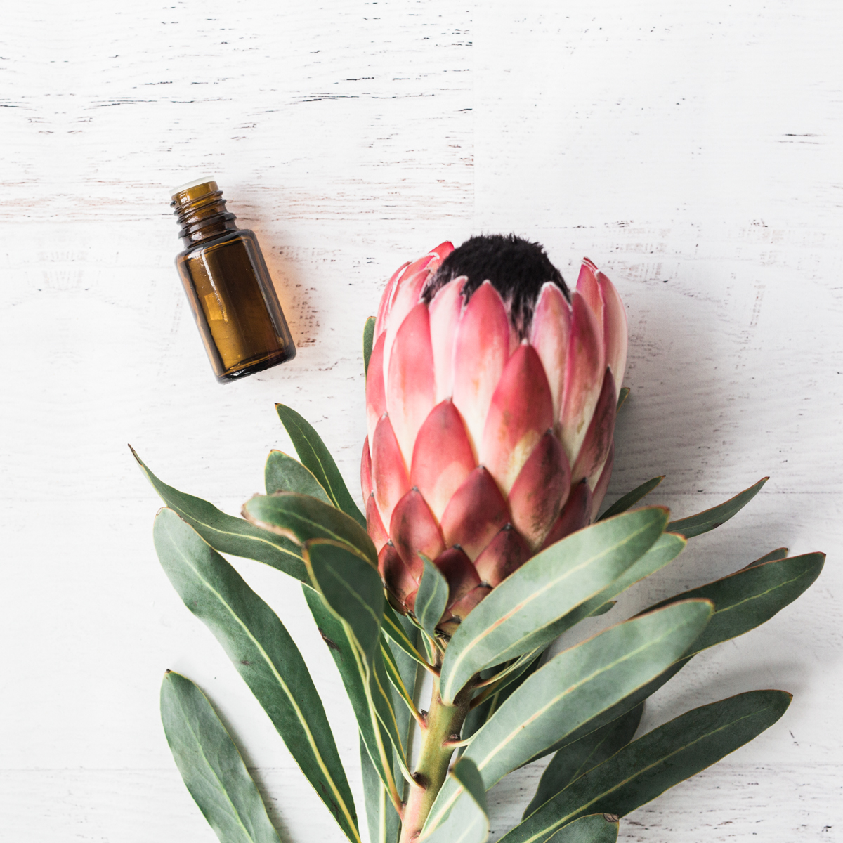 Lush_Botanica_Spa-169.jpg