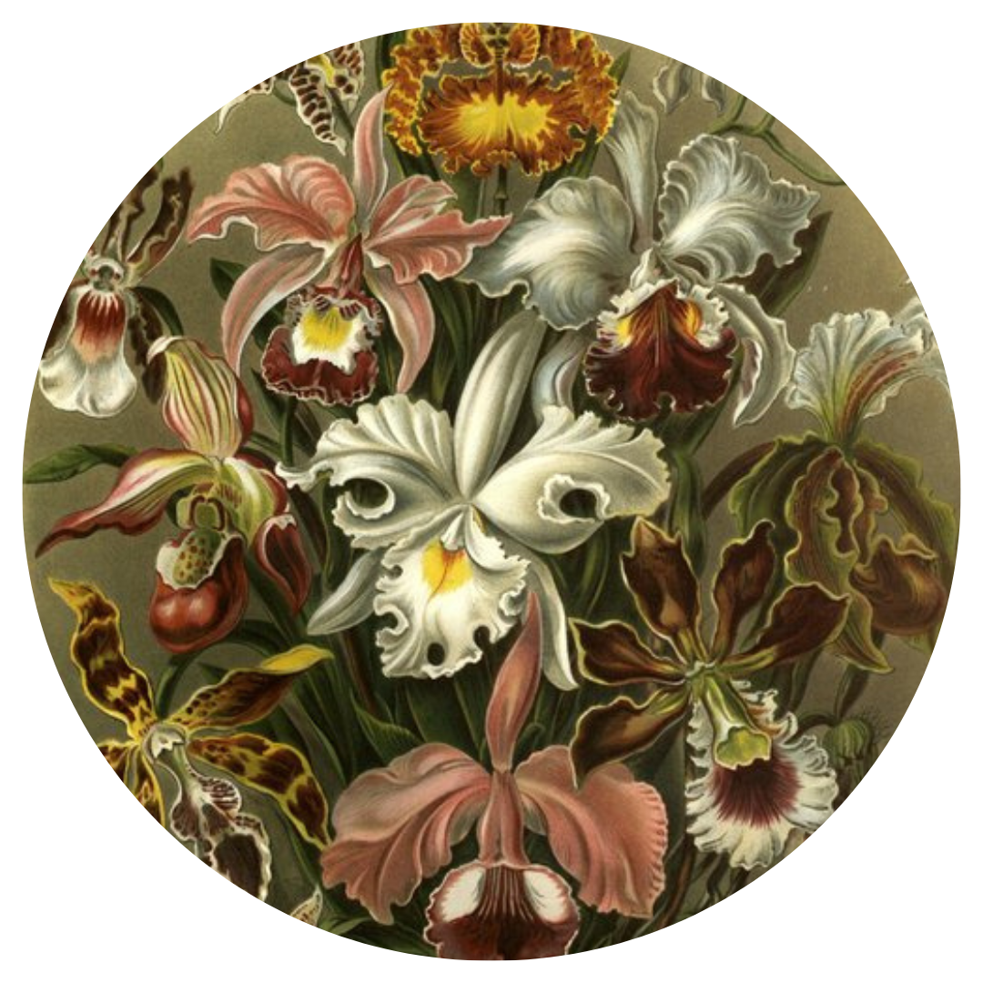Wild Orchid/ Awakening the Beauty &amp; Magic of the Clitoris
