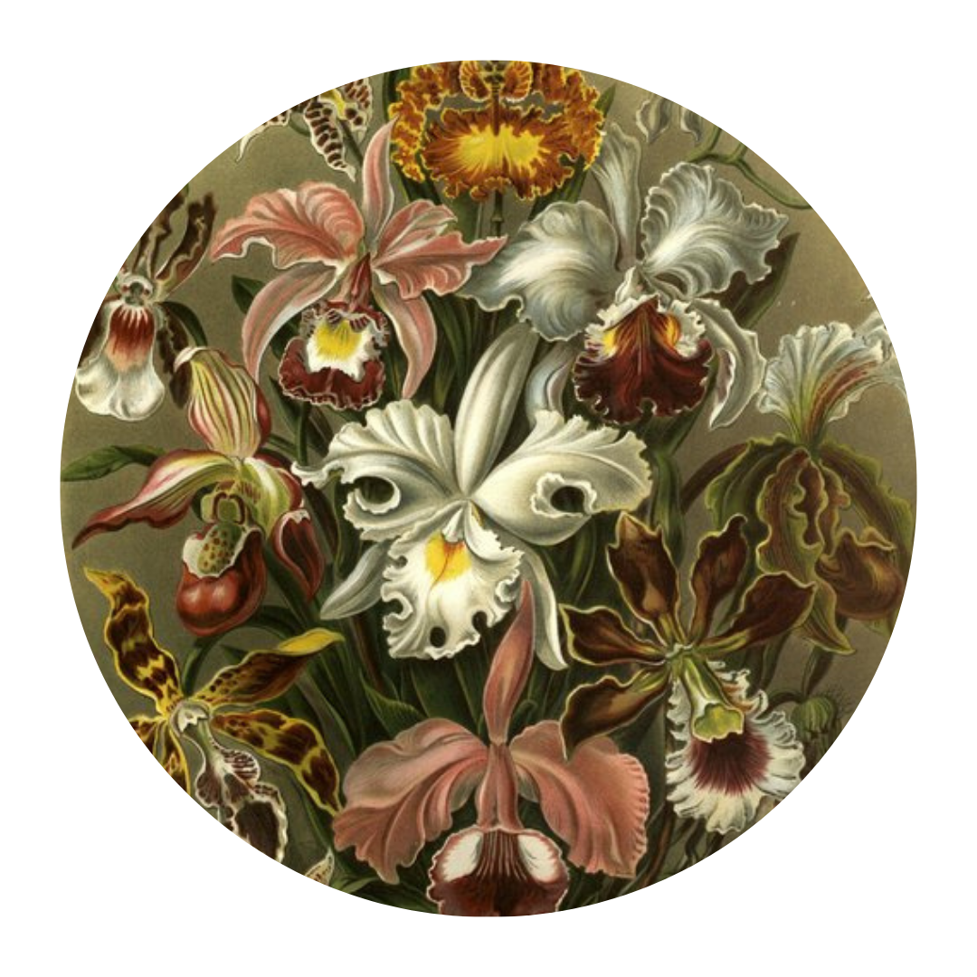 Wild Orchid/ Awakening the Beauty &amp; Magic of the Clitoris