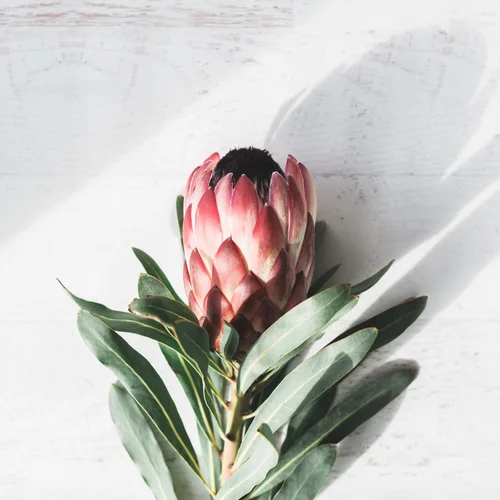 Why Every Woman Needs a Temple — Shakti Core