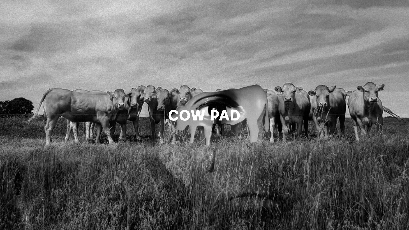 Cow Pad Text.jpg