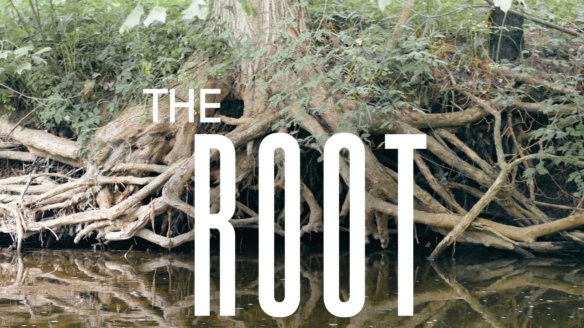 The Root