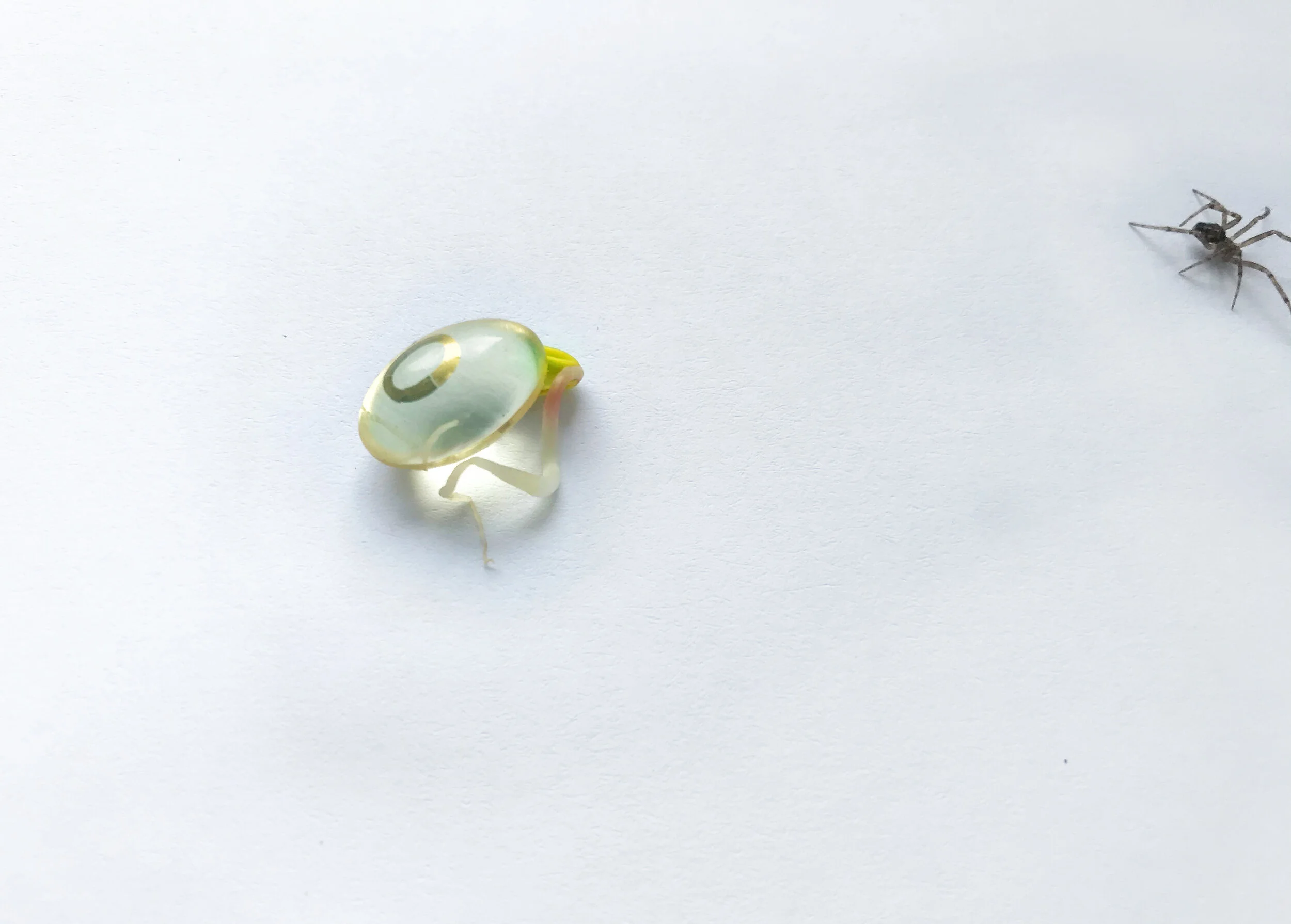  MONITORING  Effective biosphere monitoring is challenged by our limited knowledge of countless species and of the ways in which plants, animals, and microbes respond to ecological change and disruption. This Biodegradable monitoring system in form o