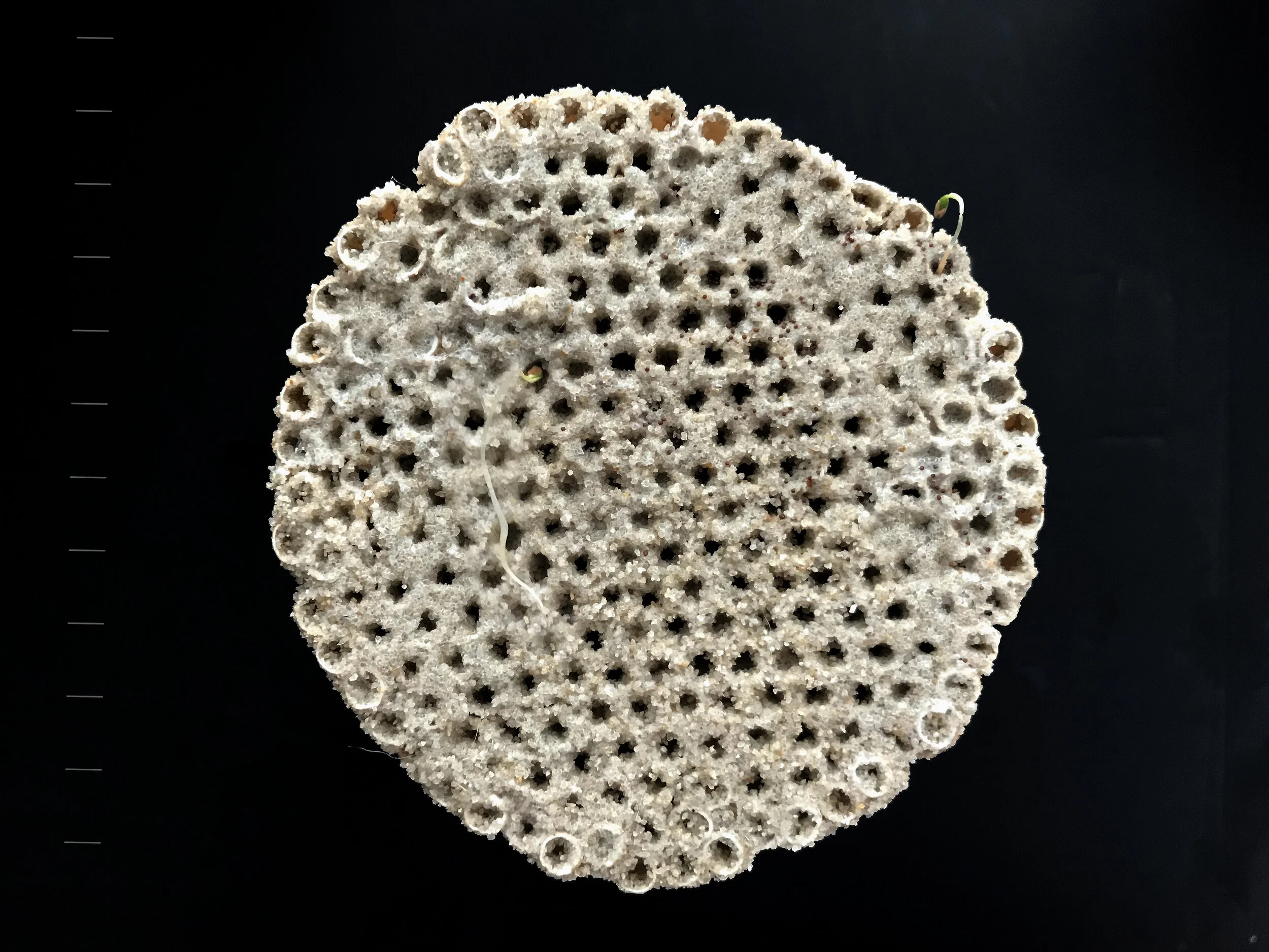  The Biodegradable Paper Brick #4 was developed as part of the  Sustainable Decadence  project, which focused on creating an interspace material with a predetermined lifespan. Selected for use in Russia's first biodegradable pavilion, the material wa