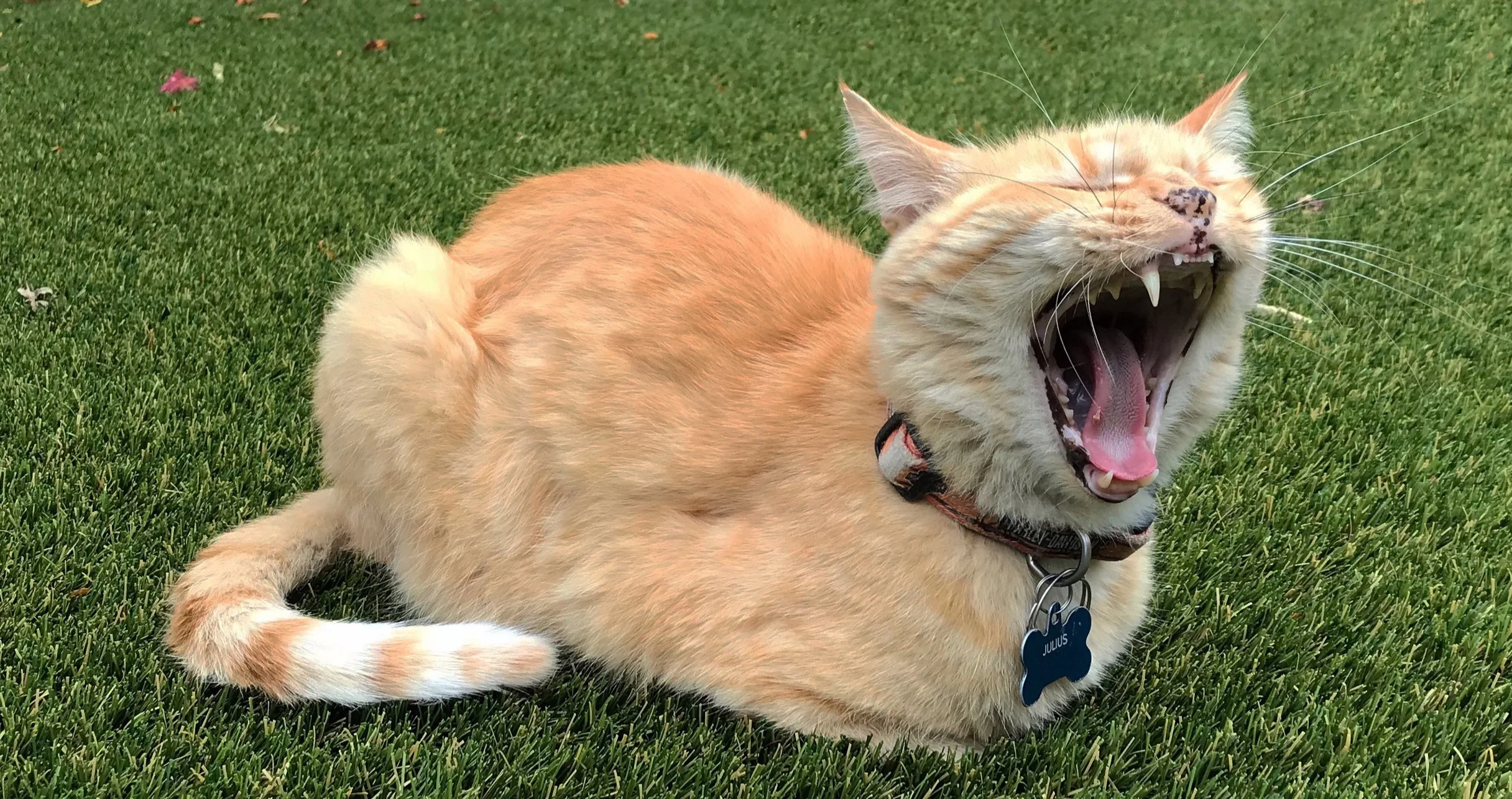 JulesAllGrass.jpg