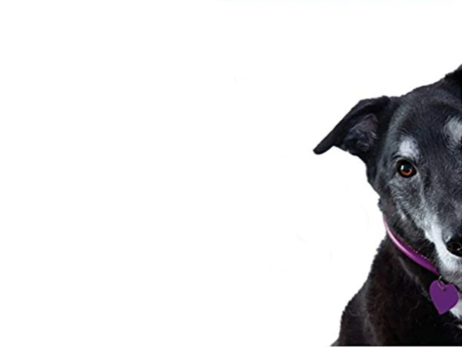 A Dog Named Boo