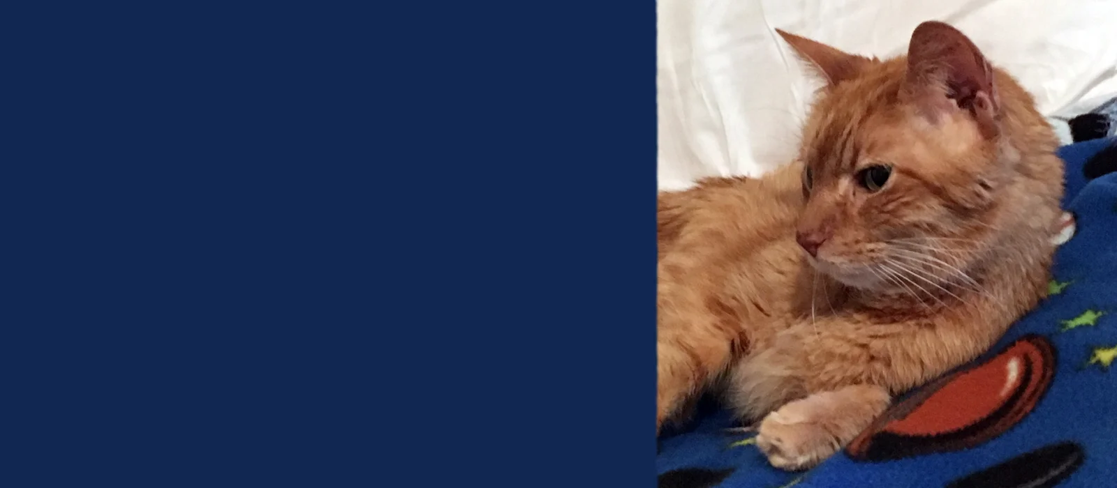 WootieBooksBanner.jpg