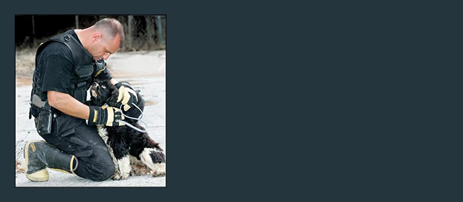 Pawprints of Katrina