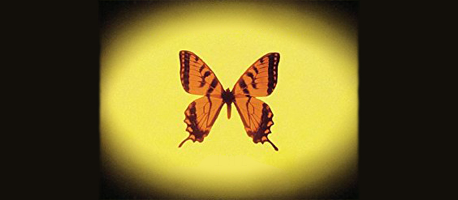 The Diving Bell and the Butterfly