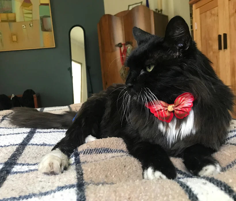 BowTie.jpg
