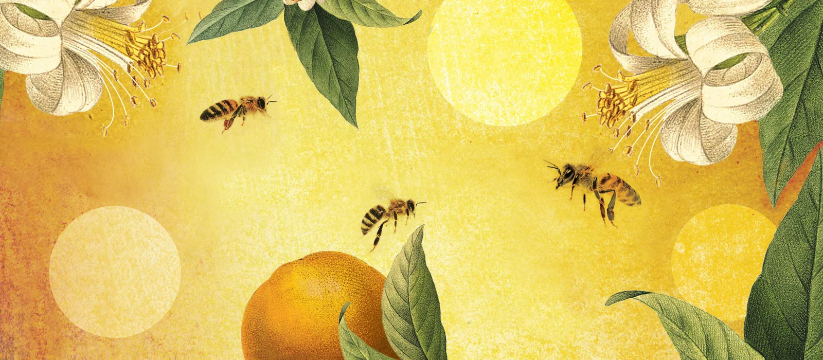 The Murmur of Bees