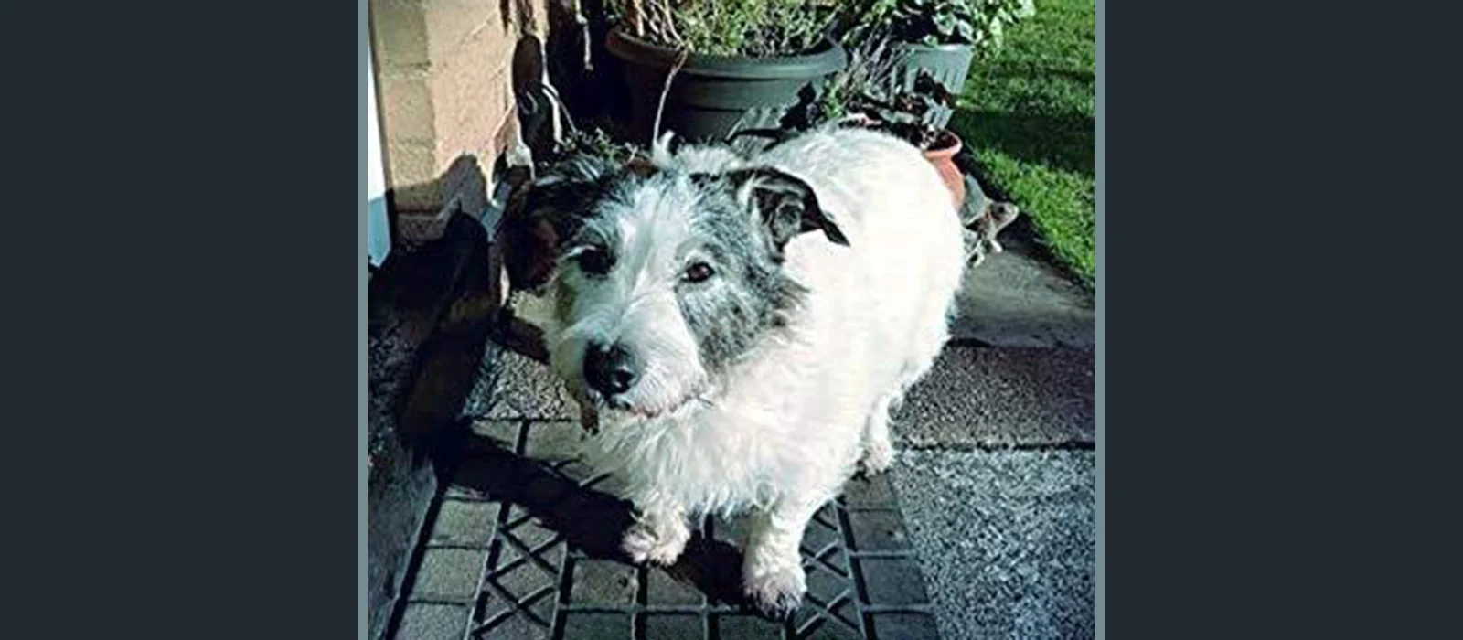 Penny the Railway Pup