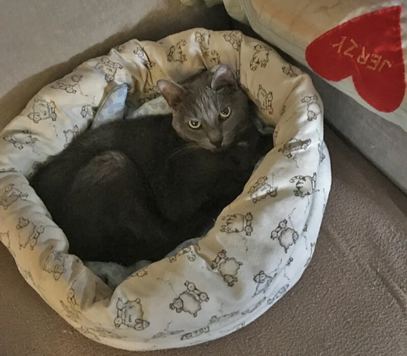 2CatBedJerzy.jpg