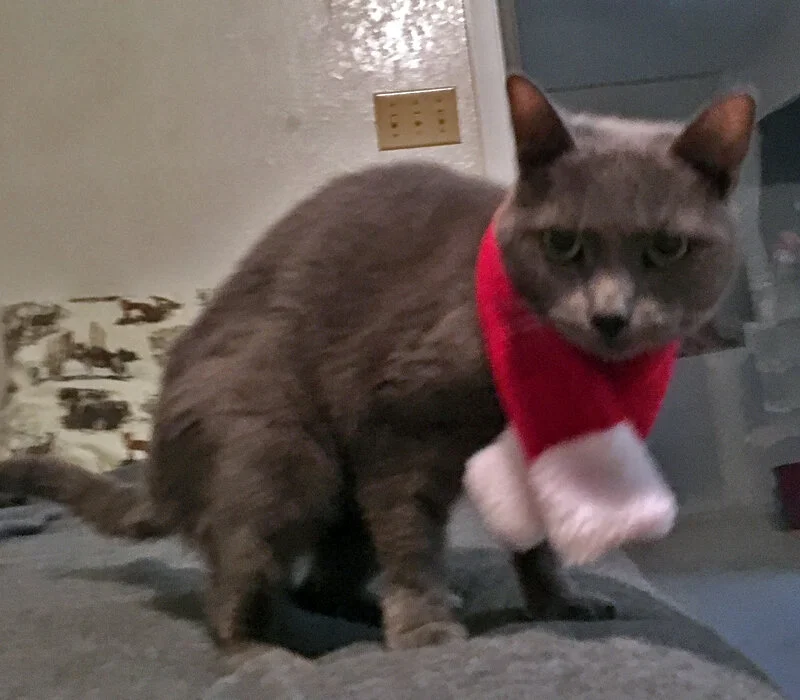 5XmasScarf.jpg