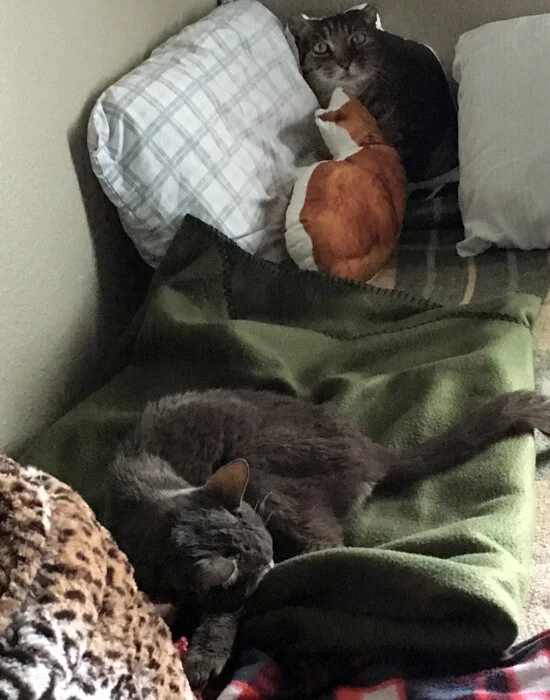 27SleepingCatPillows.jpg