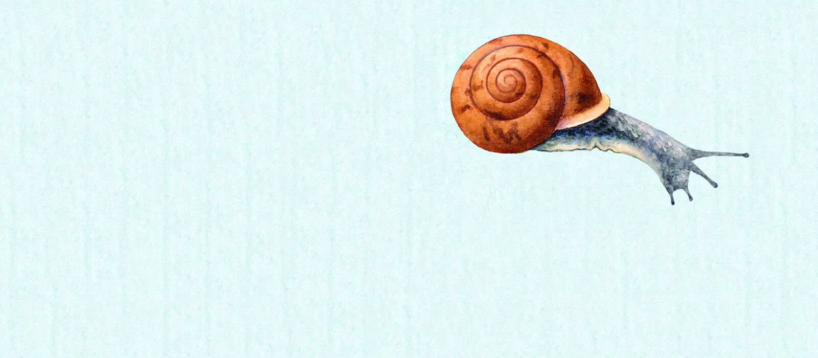 The Sound of a Wild Snail Eating
