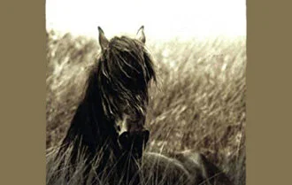 Audiobook Accomplice Audiobook Reviews: Women Caring for Animals