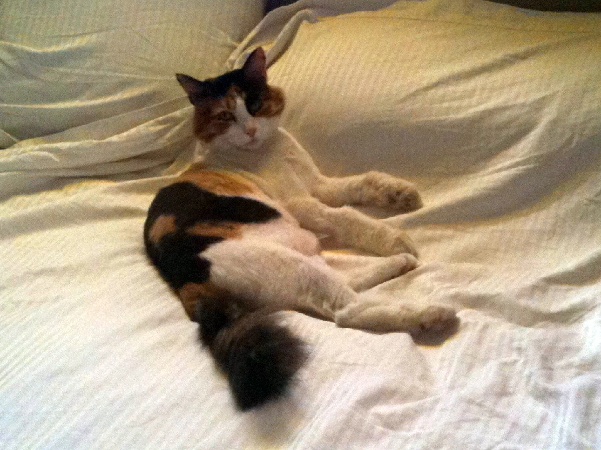 ChatisNaked.jpg