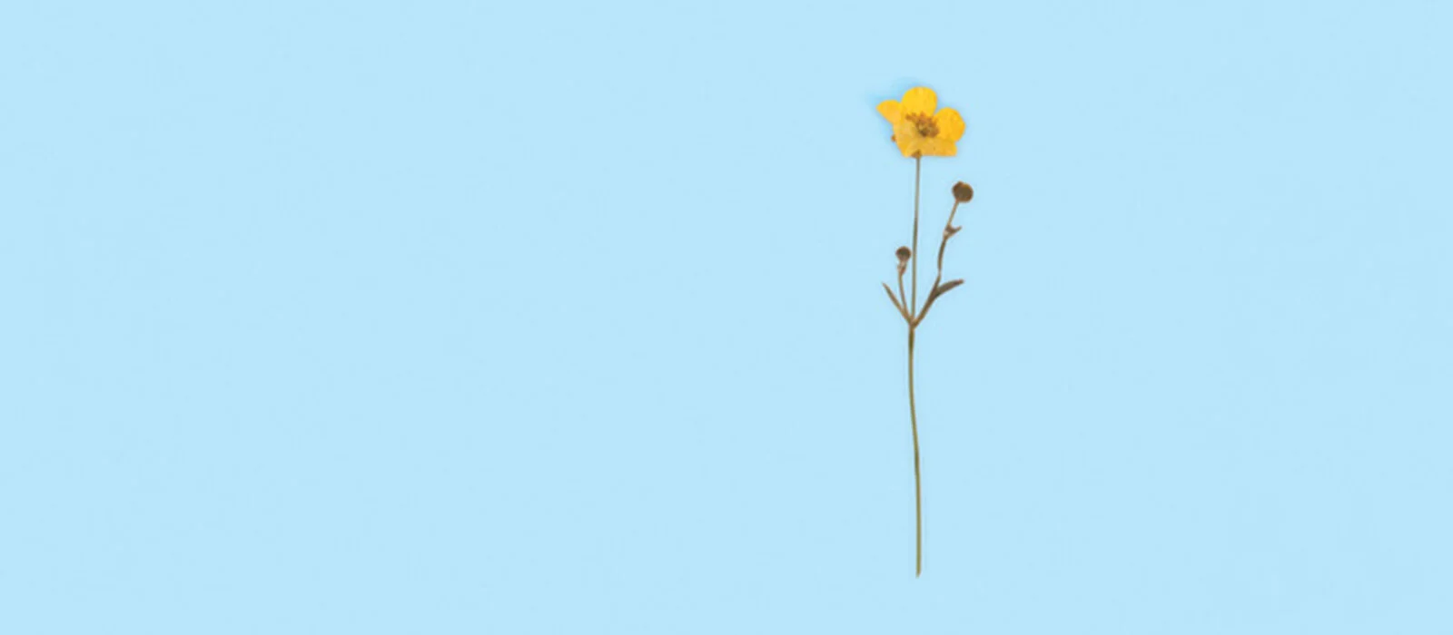 A Summer to Die