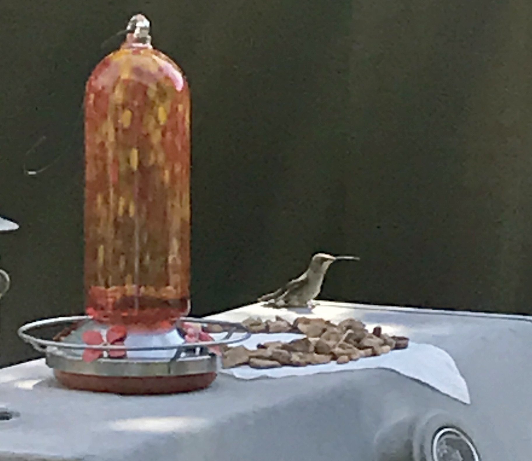 Hummingbird Feeder.jpg
