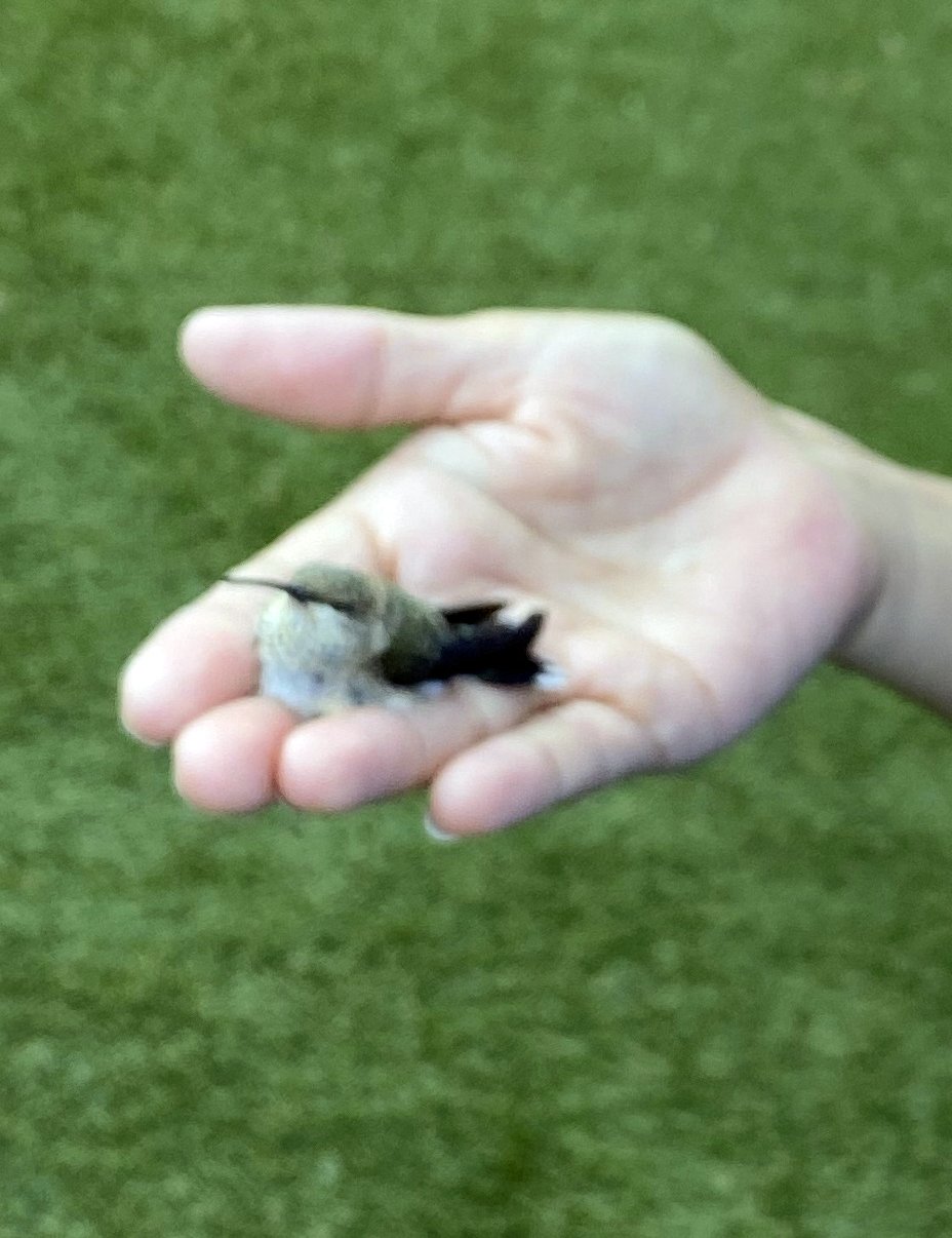 Hummingbird Rescued.jpg
