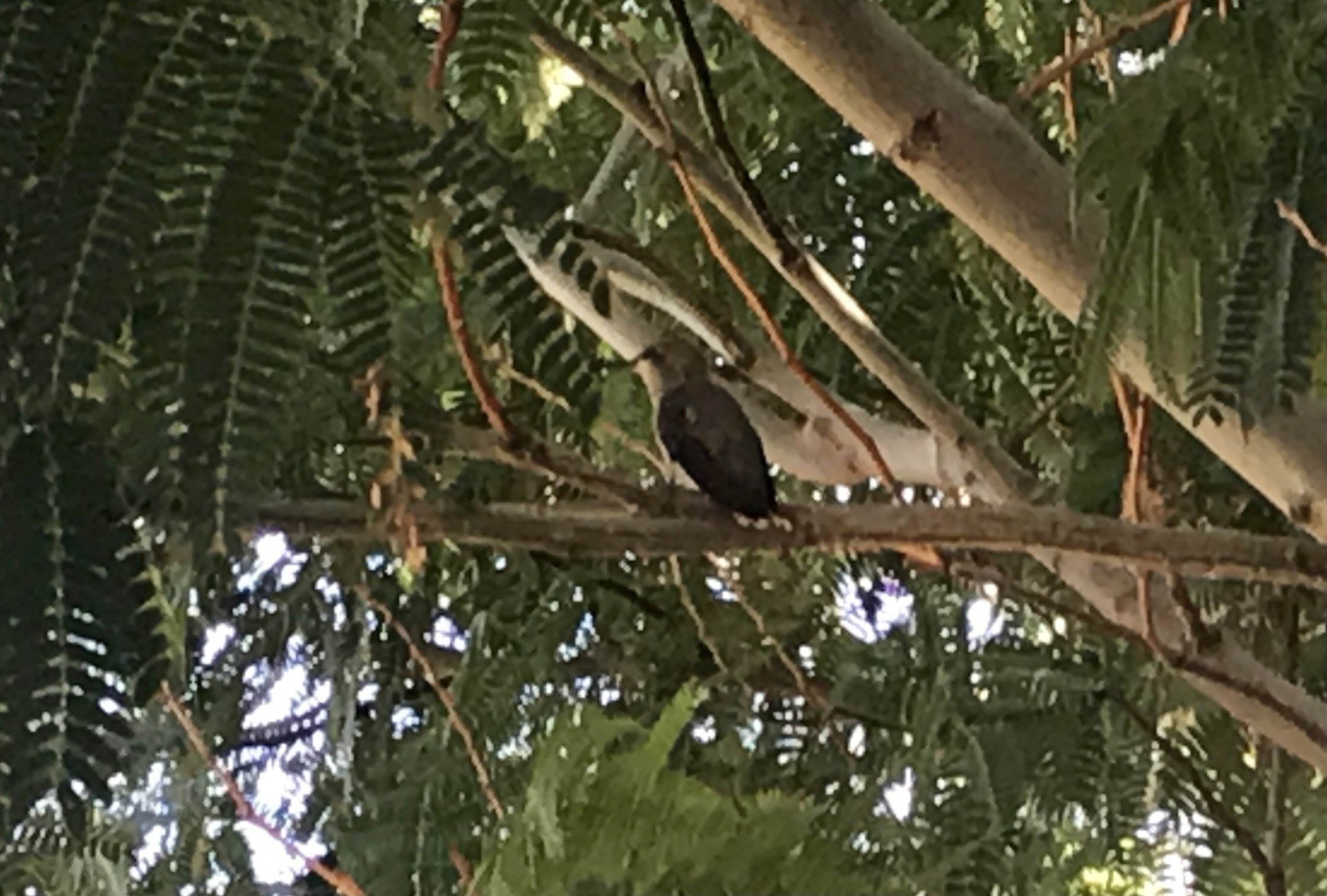 Hummingbird Tree.jpg