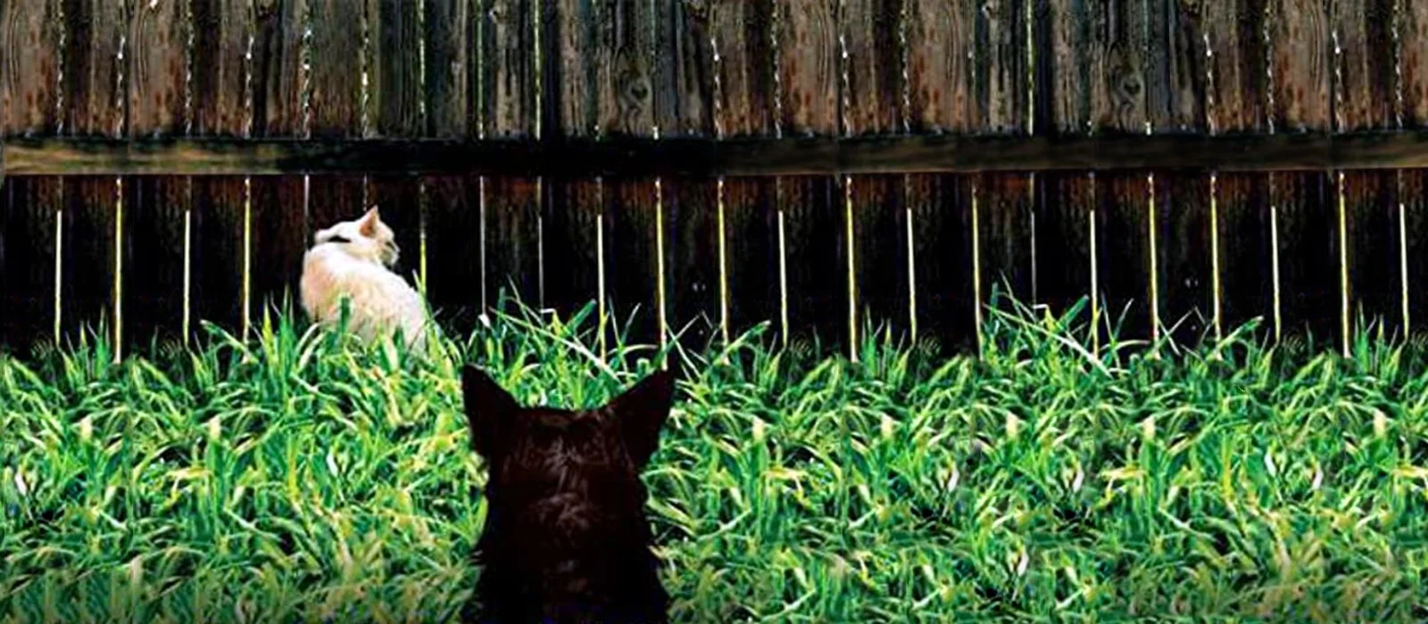 ACatWasInvolvedBanner.jpg
