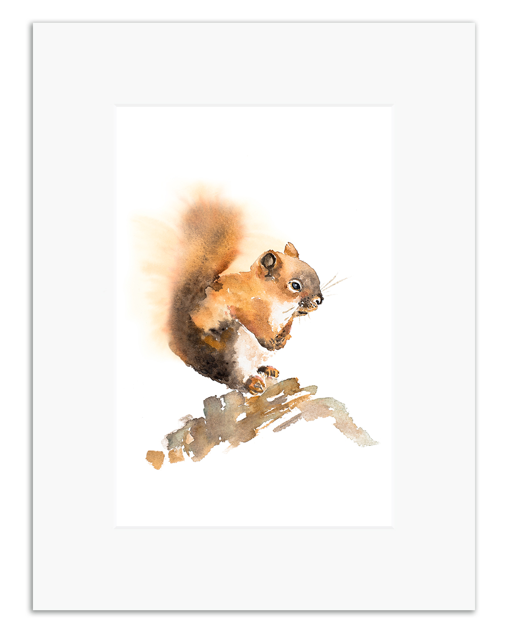squirrel.jpg