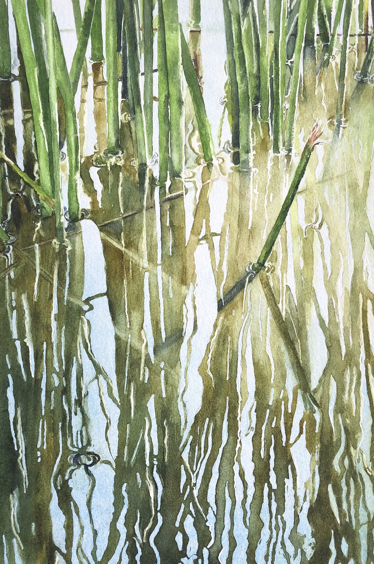 REED REFLECTIONS