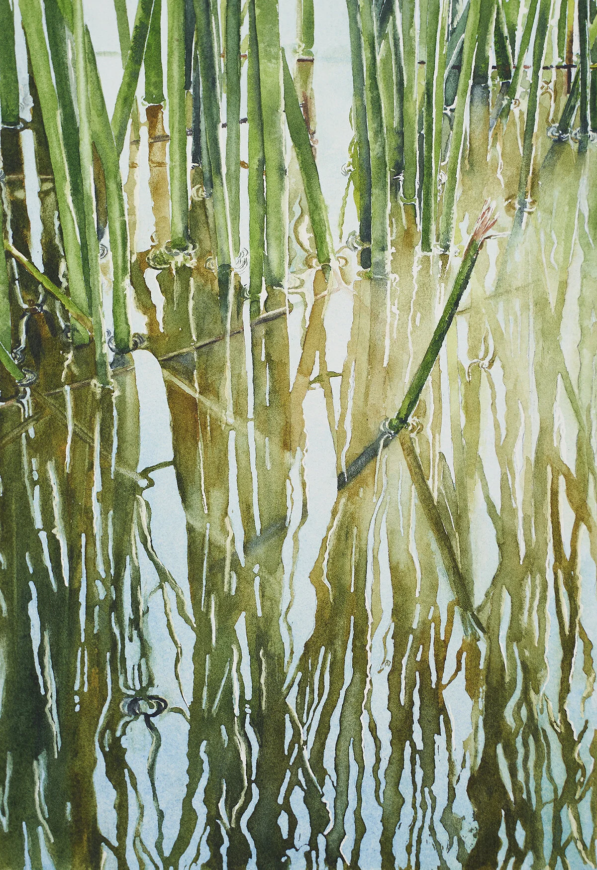 Reed Reflections.jpg