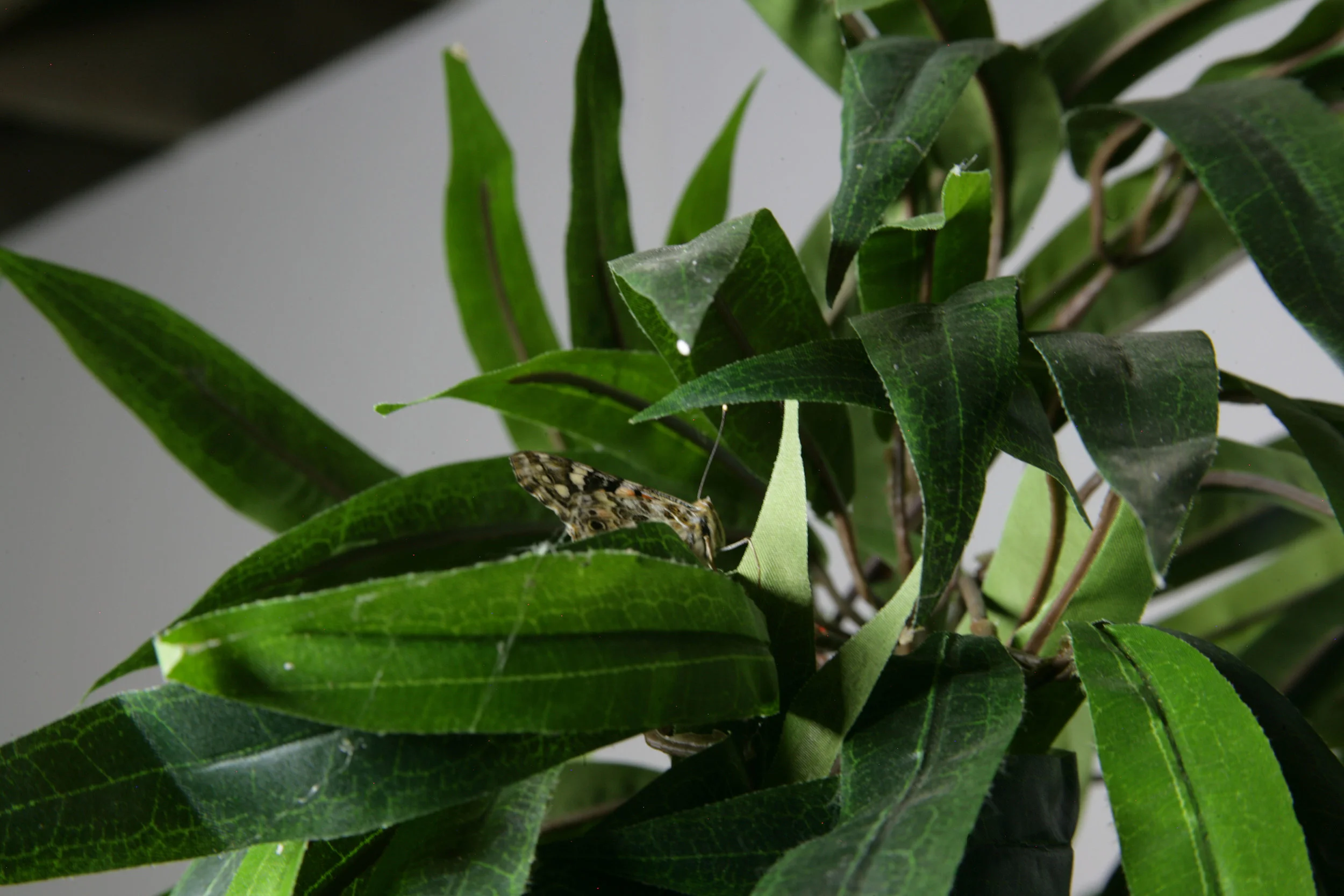 CaseyTang_PrimaMateria_7.JPG