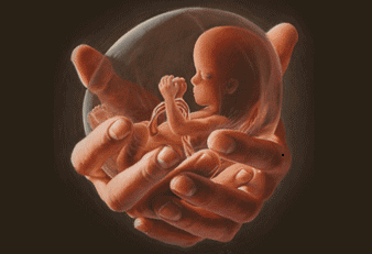 womb-baby.png