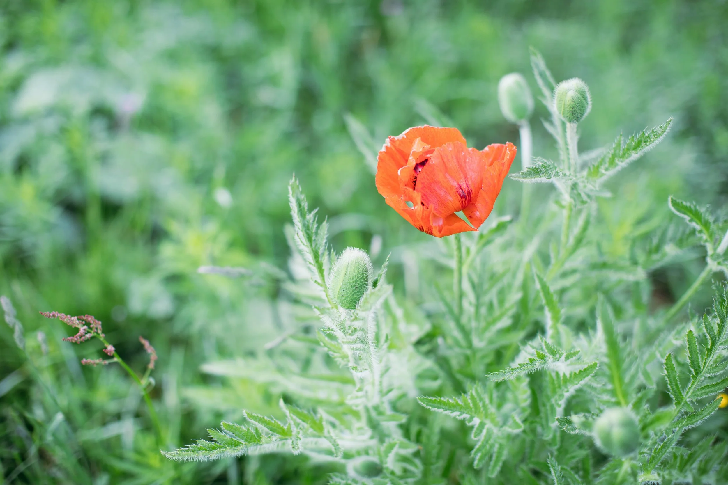 Klatschmohn-min.jpg