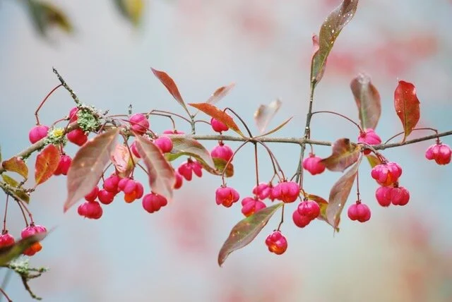 Achtsamkeit im Moment – Poesie für den Augenblick  