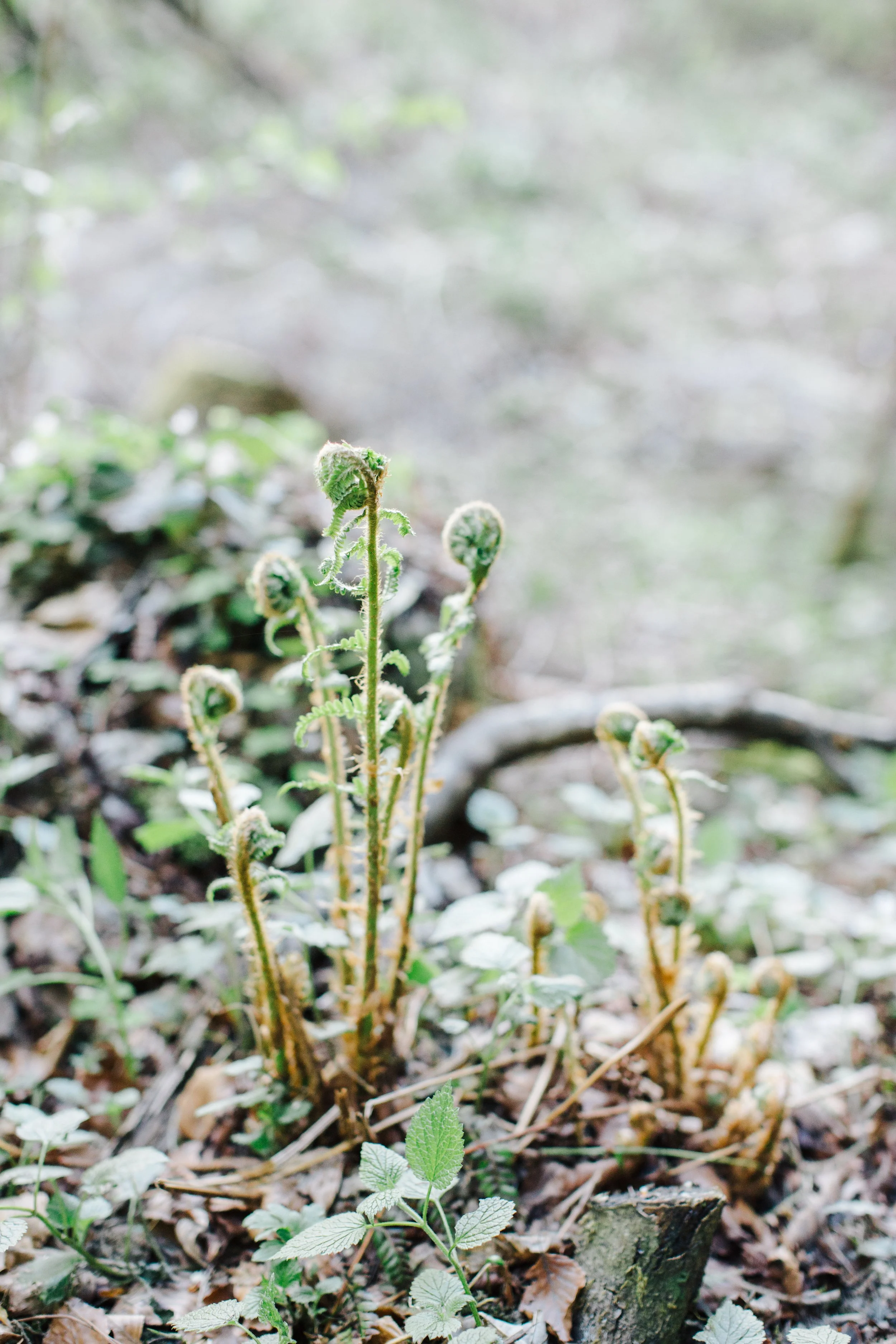 Kostenloses Frauen-Ritual: Mut