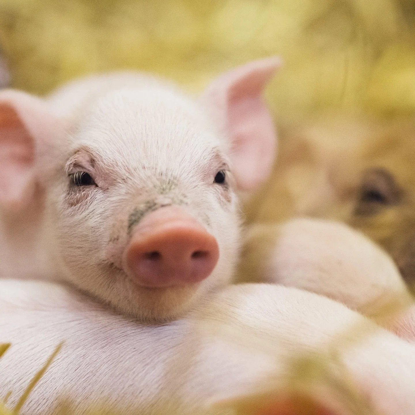 Scroll to the last photo to see how many animals get killed EVERY DAY for food for us humans&hellip;&hellip;&hellip;.. 

Question&hellip; Do you think the non-stop animal cruelty we call meat and dairy will ever end? 

I truly don&rsquo;t know if it 