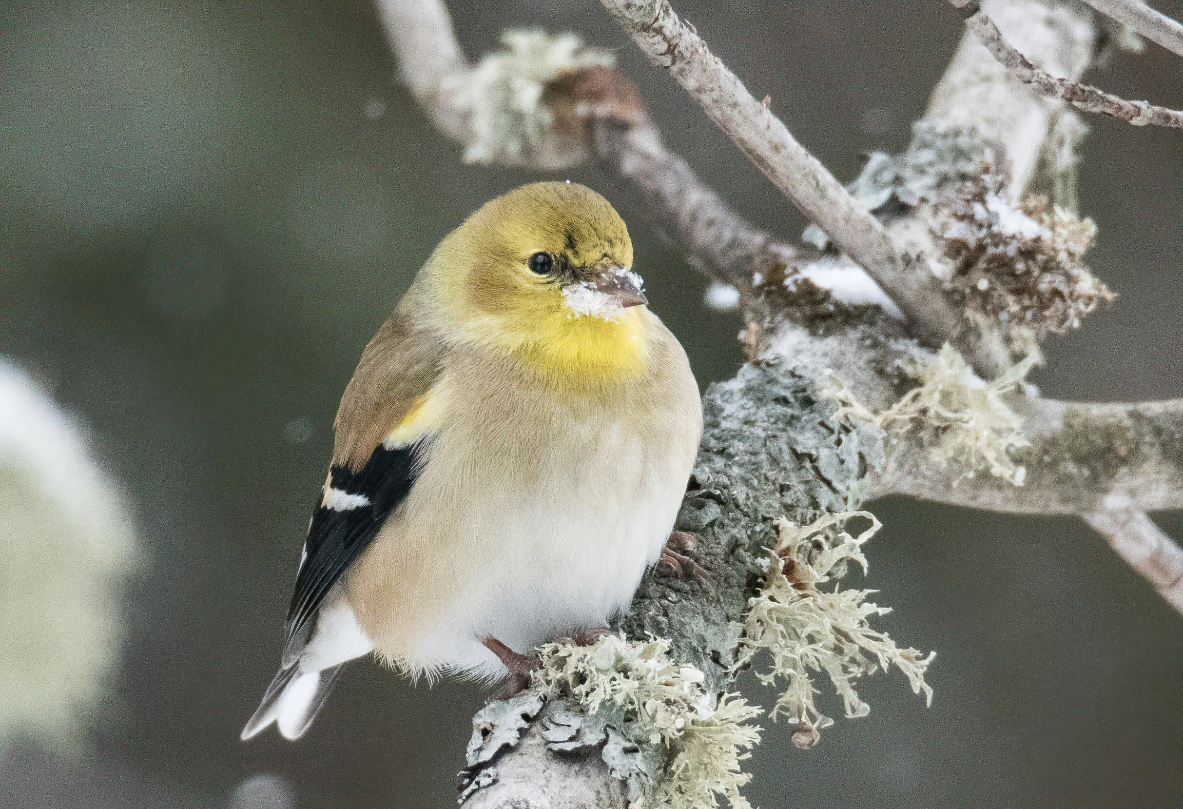 American Goldfinch Winter