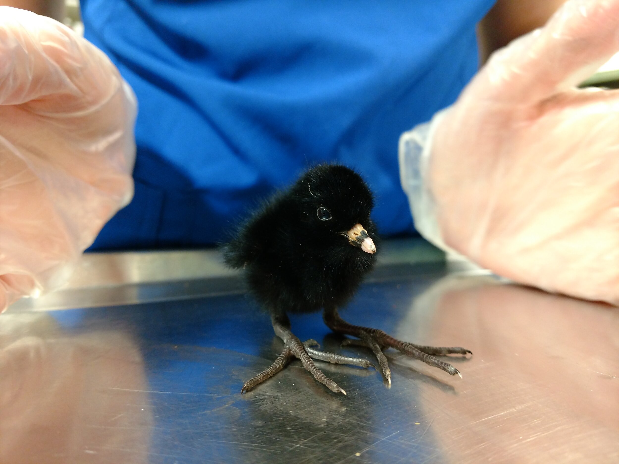 How to Help an Injured or Orphaned Bird — Audubon Chapter of Minneapolis